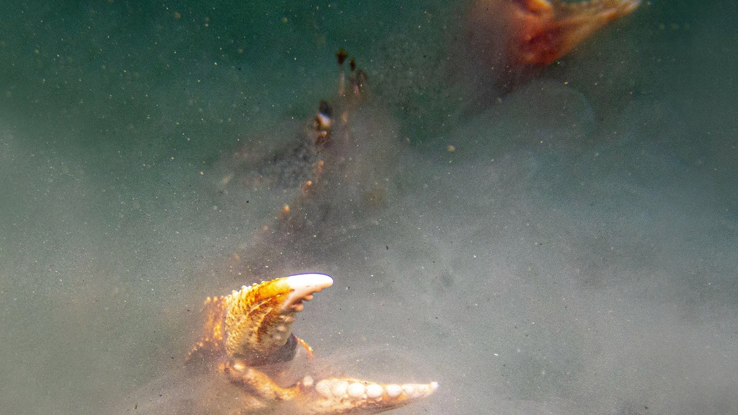 Crab in ocean reaching with pincher.