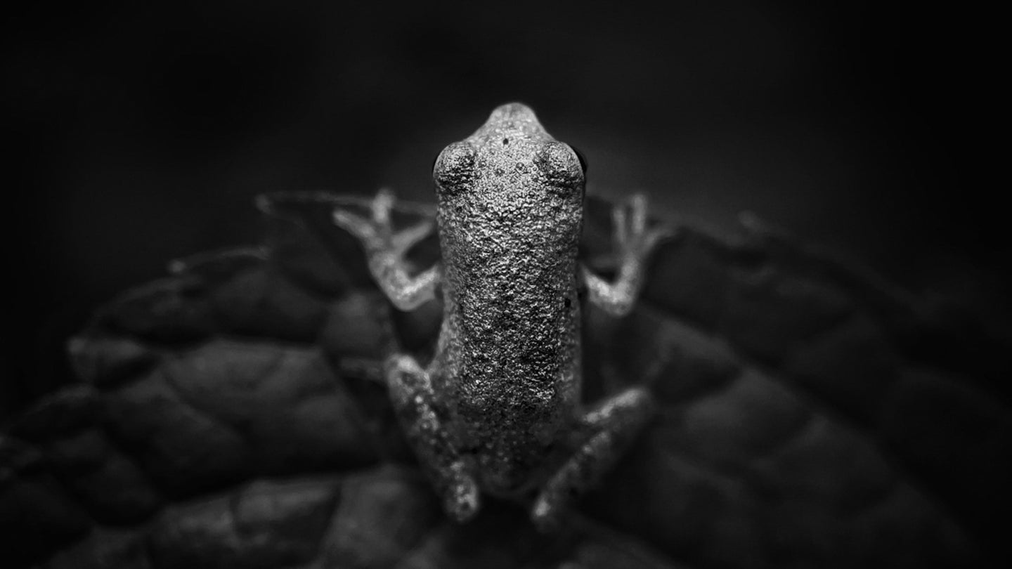 Frog image in black and white shot on iPhone.