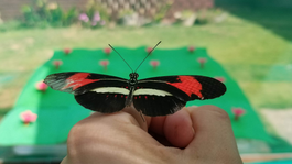 A Heliconius butterfly with black, orange, and white on its wings.