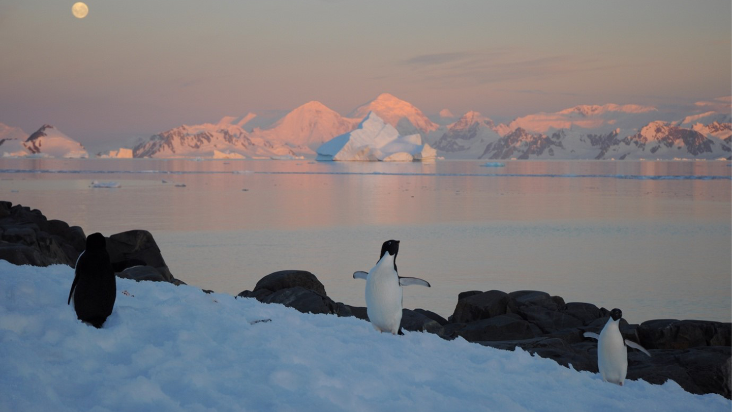 Two penguins and a seal on the Antarctic Peninsula.