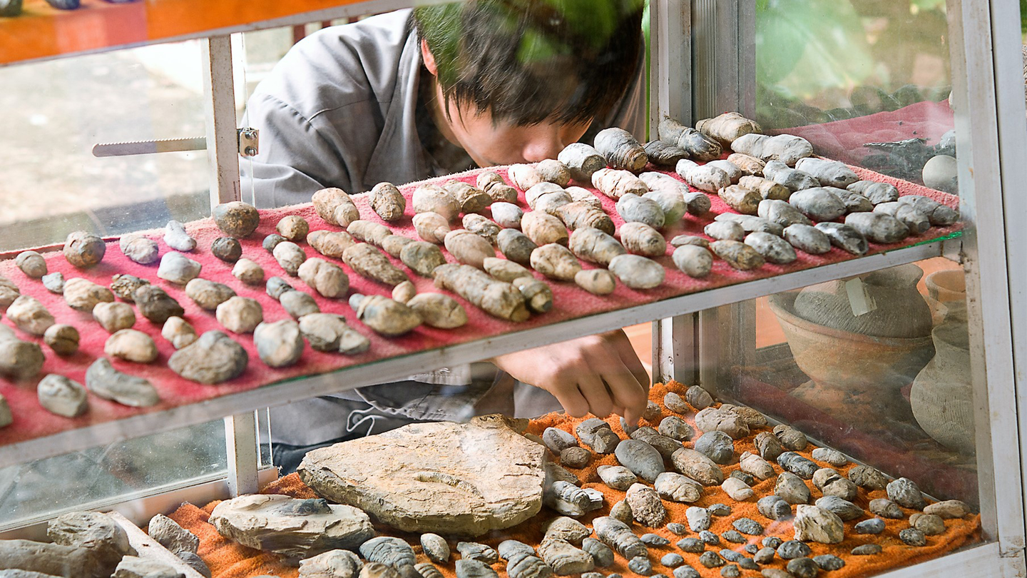 A man is looking in a glass case of coprolites collected in Nong Yakong village, Chaiyaphum Province, Thailand.