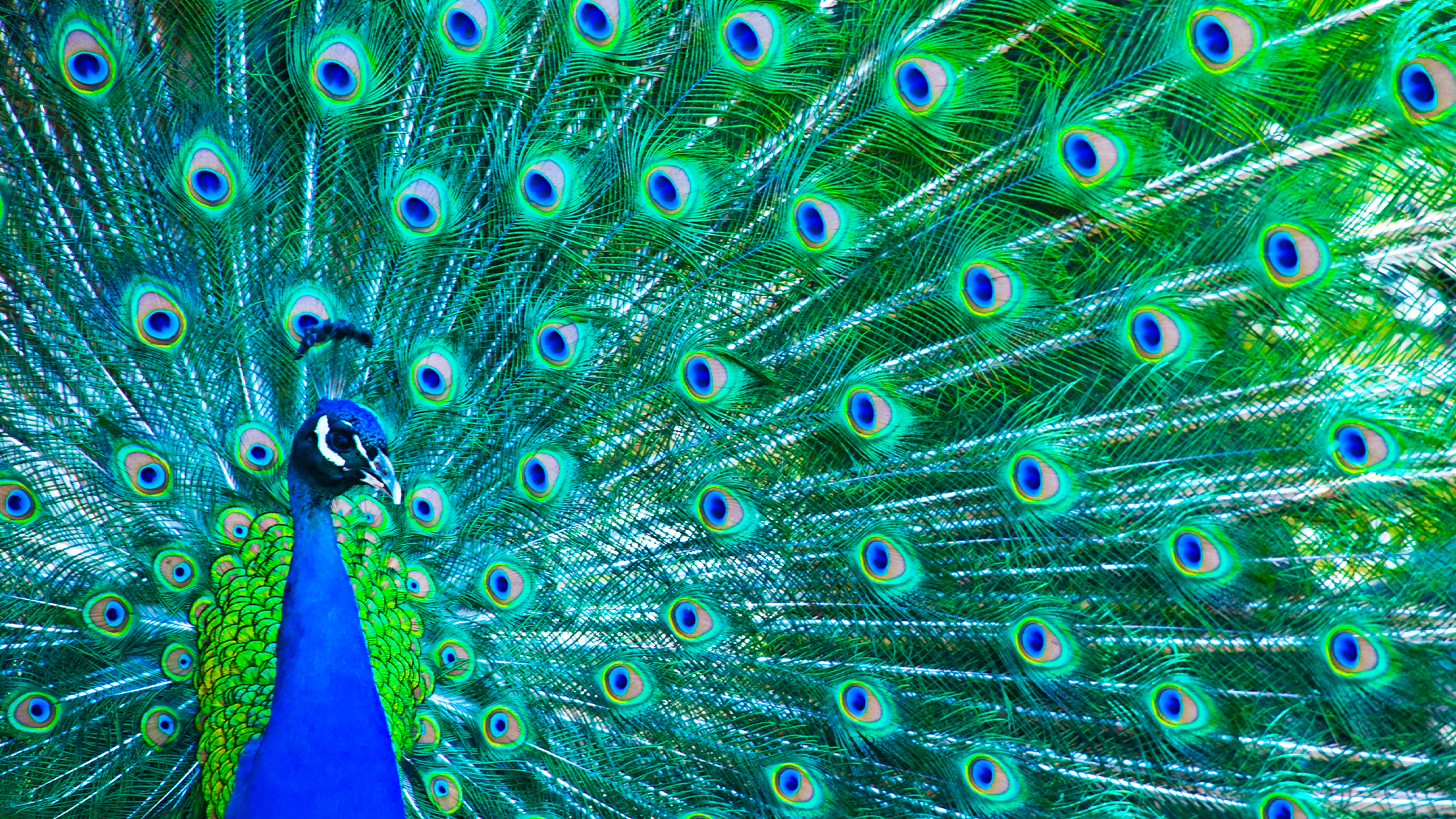 Miami suburb turns to vasectomies to solve its peacock problem