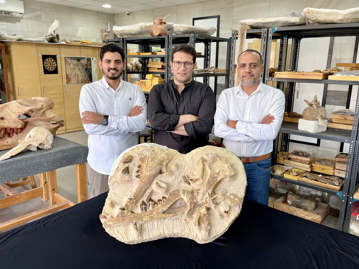 Three paleontologists next to fossil whale bones.