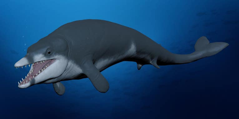 This tiny, 8-foot long whale swam off Egypt’s coast 41 million years ago