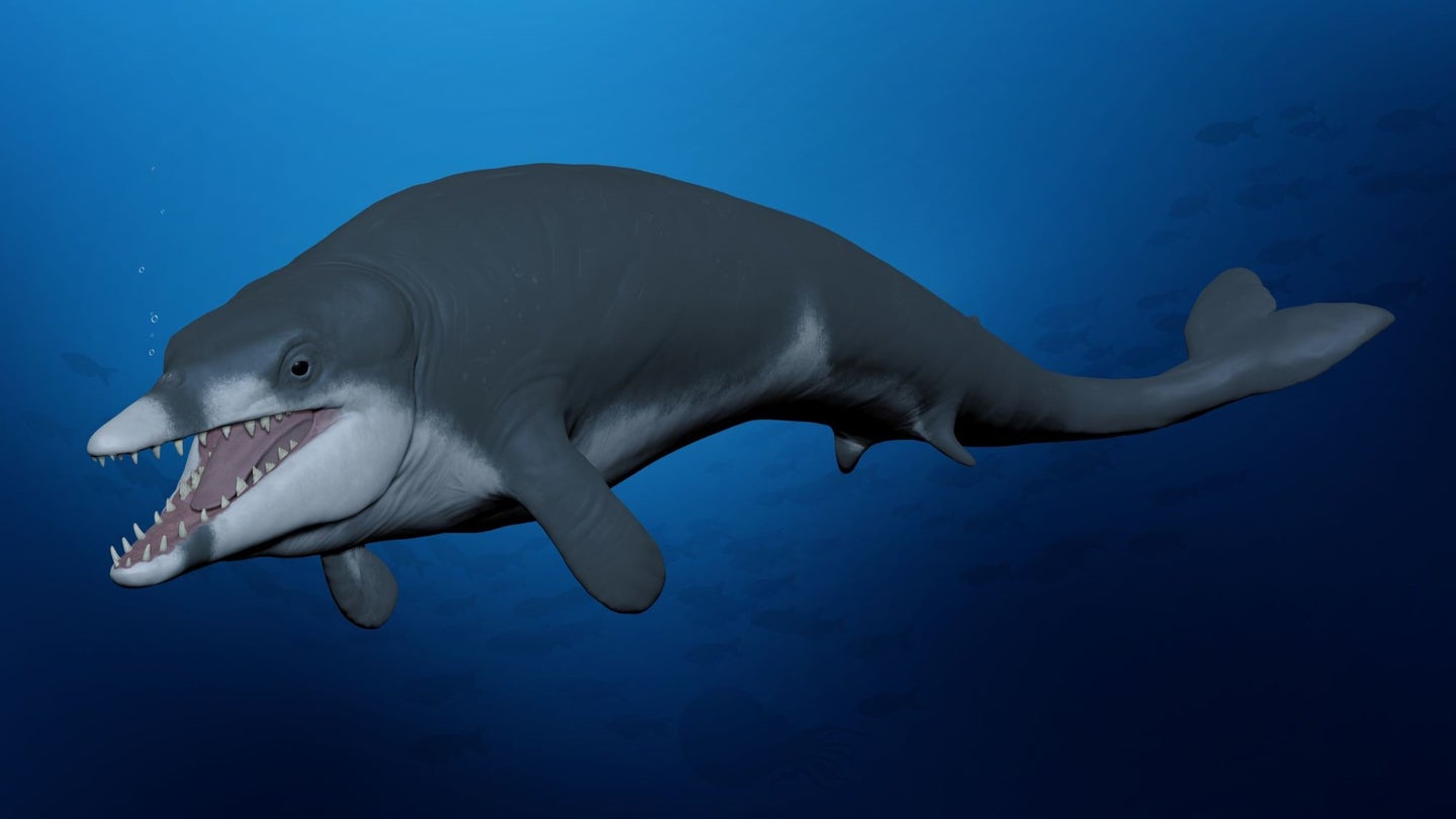 An illustration of an ancient whale against a sea-blue background.