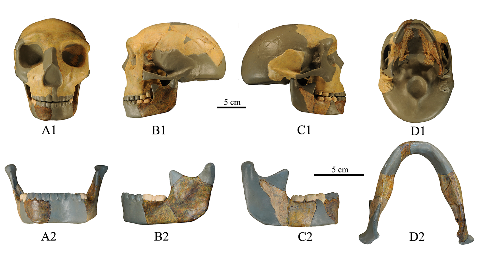 The skull of the ancient hominin from China. CREDIT: Wu Xiujie (IVPP).