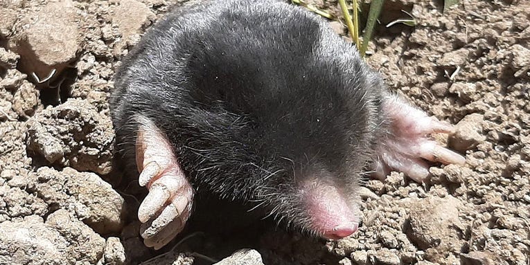 These moles may have been hiding for 3 million years