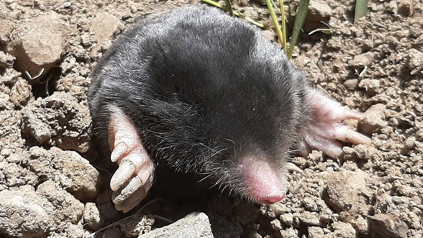 Talpa hakkariensis, found in the Hakkari region of southeastern Turkey, was identified as a new species of mole, highly distinctive in terms of both its morphology and DNA. The mole is peeking out of an underground burrow.