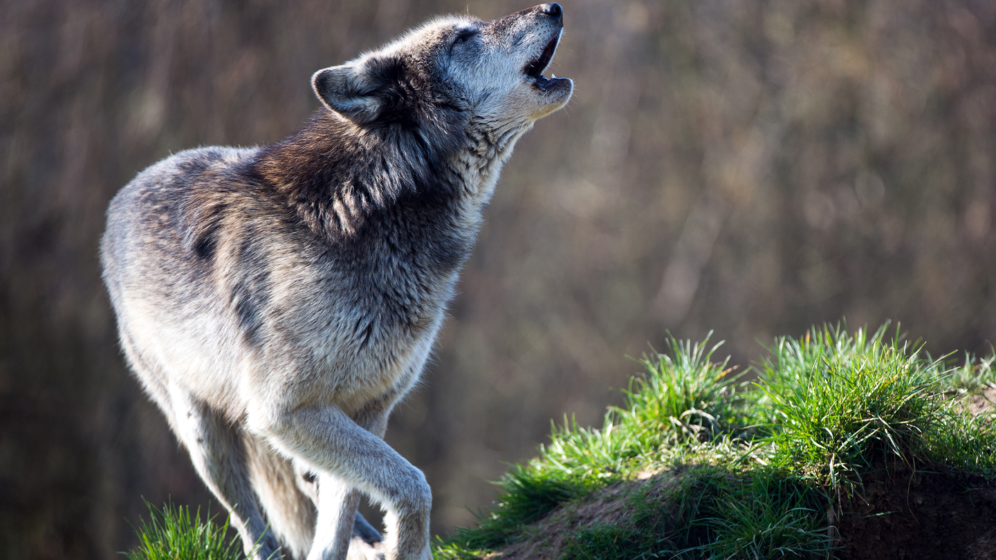 A gray wolf howling in the woods. The wolves come in many colors including white, tan, black, and brown.