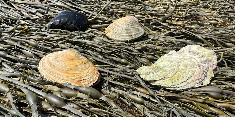 Popular shellfish resist extinction in surprising ways