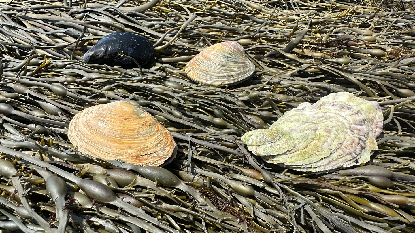 Four bivalve species found along the Maine coast, including the Northern Quahog, Eastern Oyster, a steamer clam, and a blue mussel presented together in a bed of seaweed at low tide.