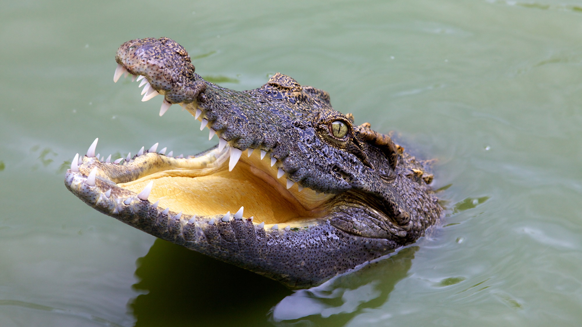 a crocodile poking its head out of the water