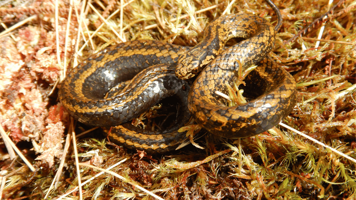 A new snake species named Tachymenoides harrisonfordi was discovered during an expedition in Peru in May 2022. The copper scaled snake is seen here coiled on some brown grass.