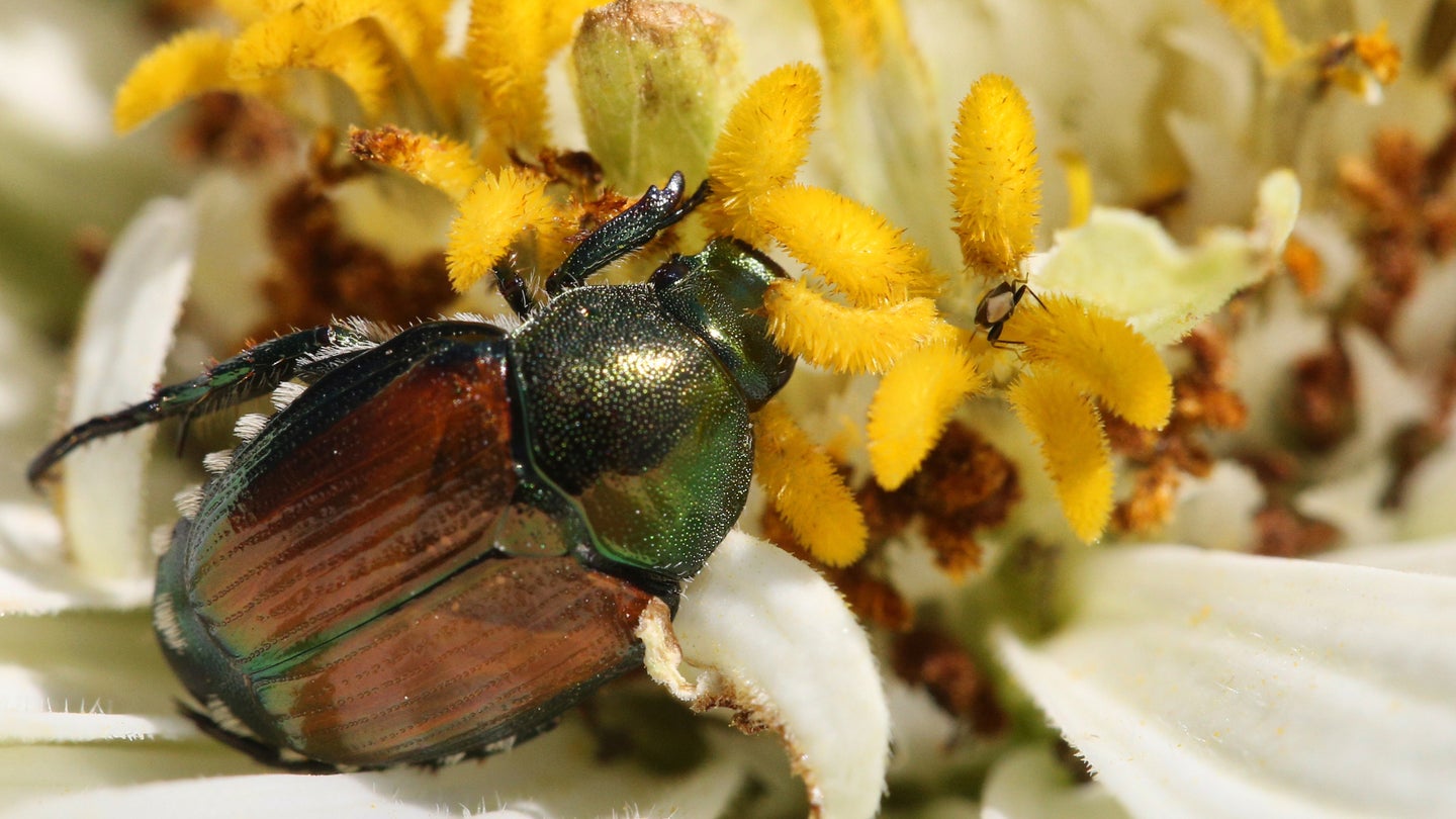 Japanese beetle (Popillia japonica) on a flower in Markham, Ontario, Canada, on August 27, 2022.