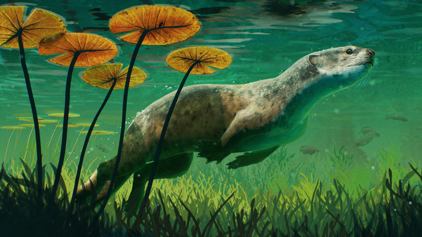 Artist impression of the stem pinniped Potamotherium valletoni swimming in his natural, freshwater environment. Grasses and plants grow below the animal, that has whiskers, legs, and flippers.