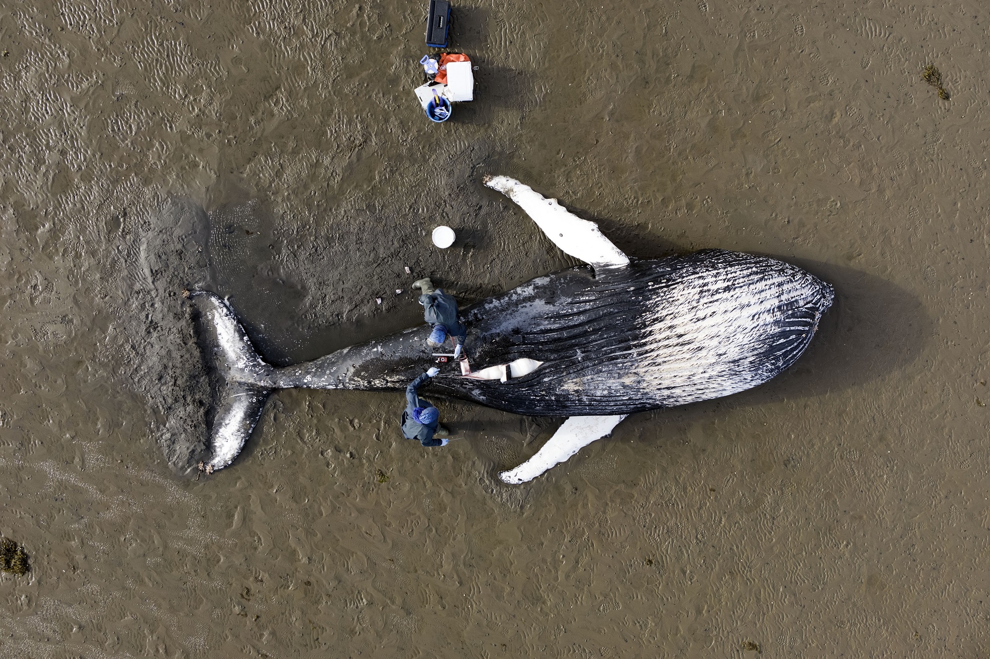 Dead whales and dinosaur eggs: 7 fascinating images by researchers