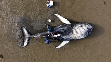 Dead whales and dinosaur eggs: 7 fascinating images by researchers