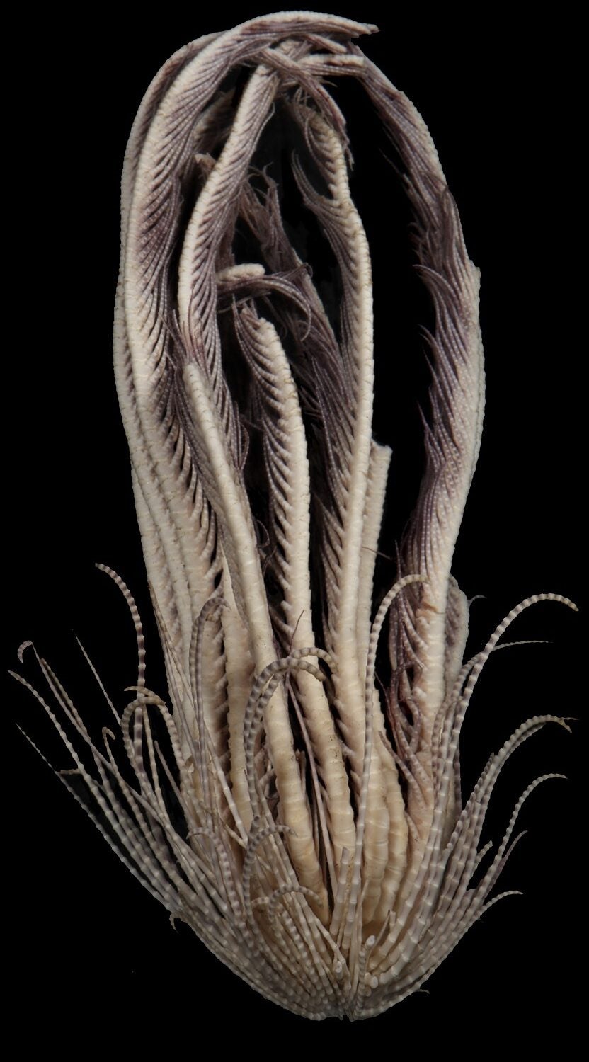 Long-limbed feather star.
