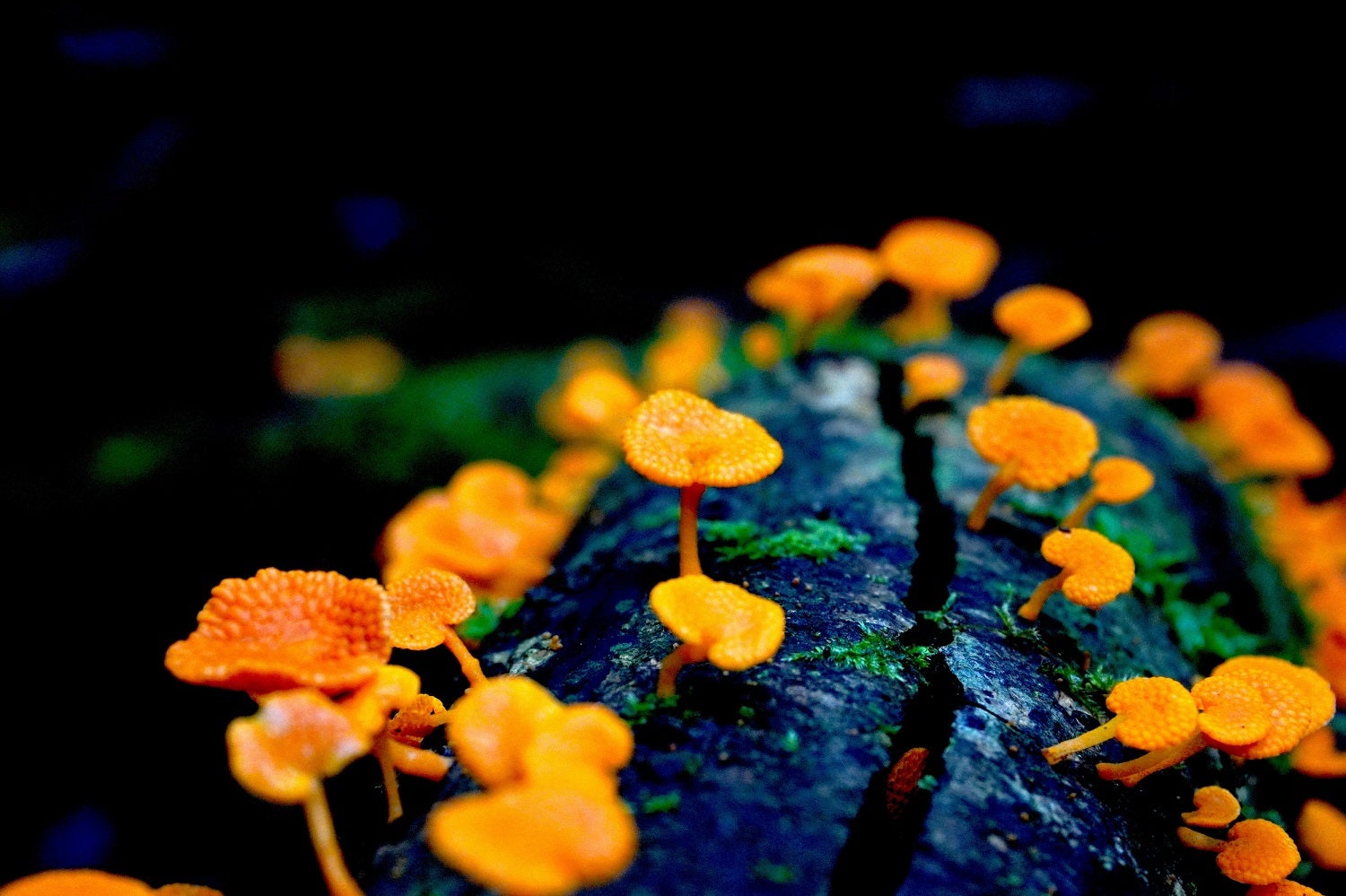 Fruiting bodies of small orange fungi