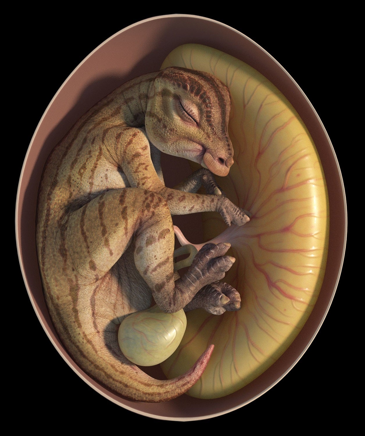 Hadrosaur egg with embryo. Illustration.