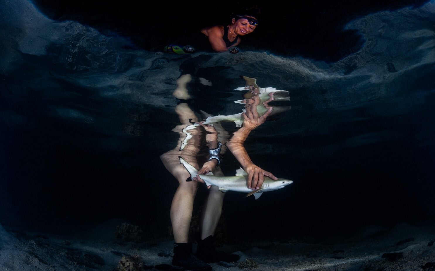 Marine biologist releasing black-tip reef shark in ocean