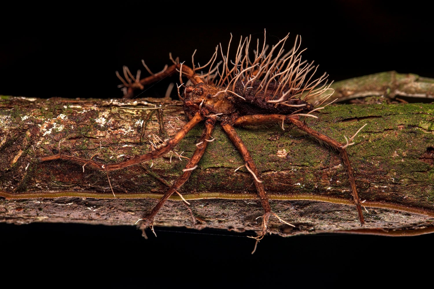 Brown spider on wood parasitized by fungus