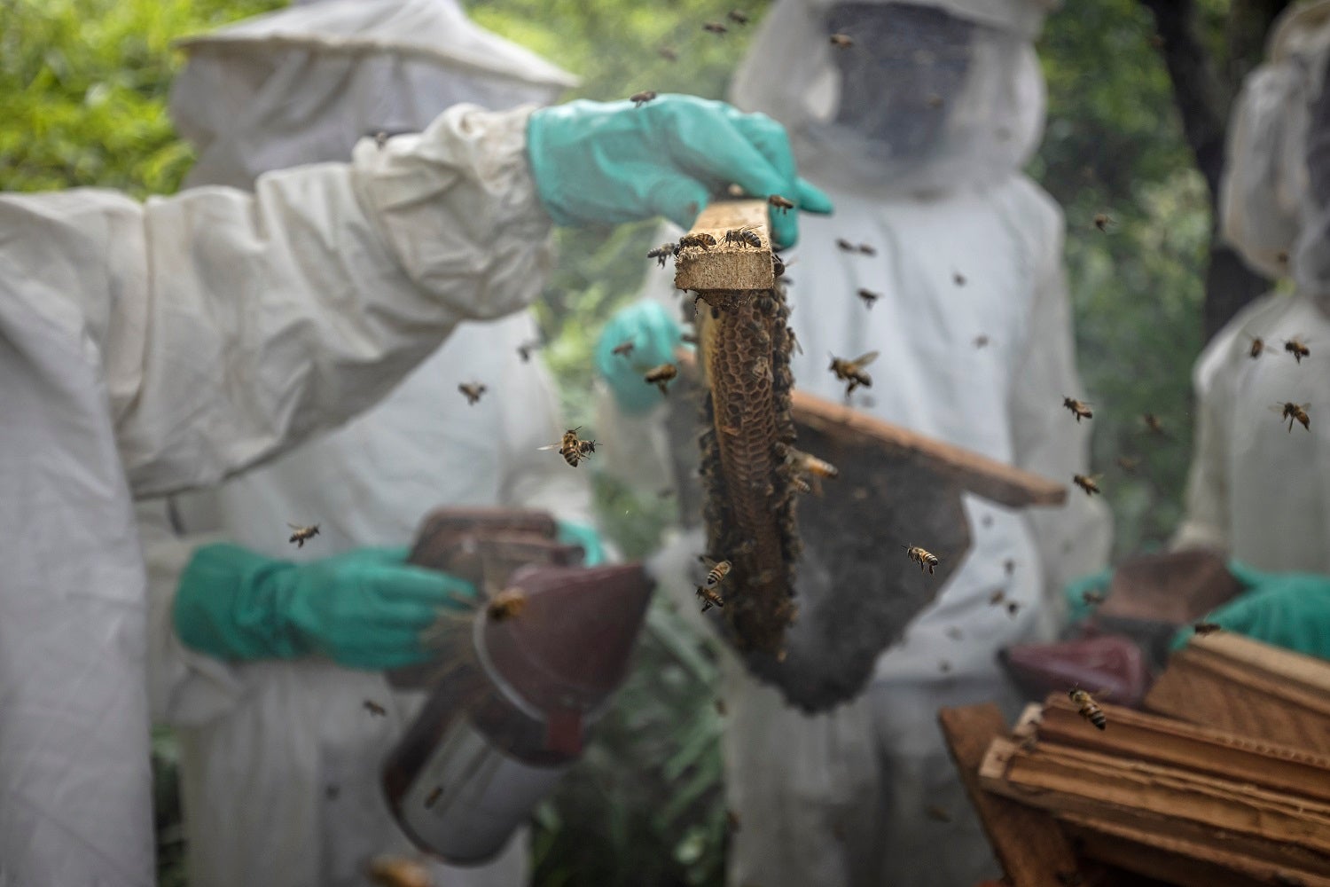 Beekeepers holding honeycomb in Guinea