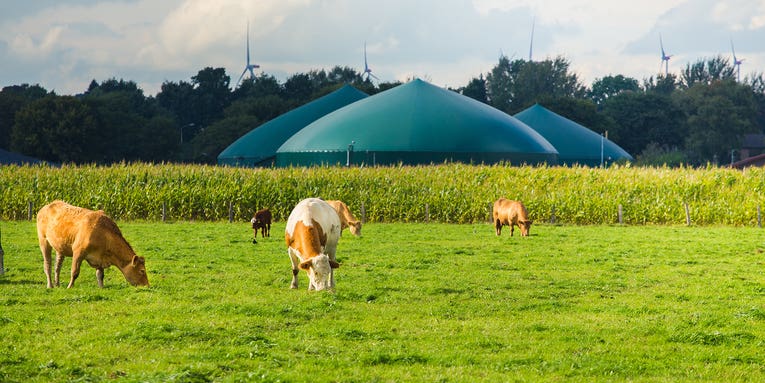 The new ethanol? Biogas producers are pushing livestock poop as renewable.