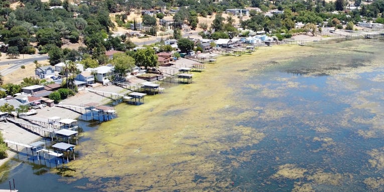 Inside the fight to reclaim California’s biggest freshwater lake from algae