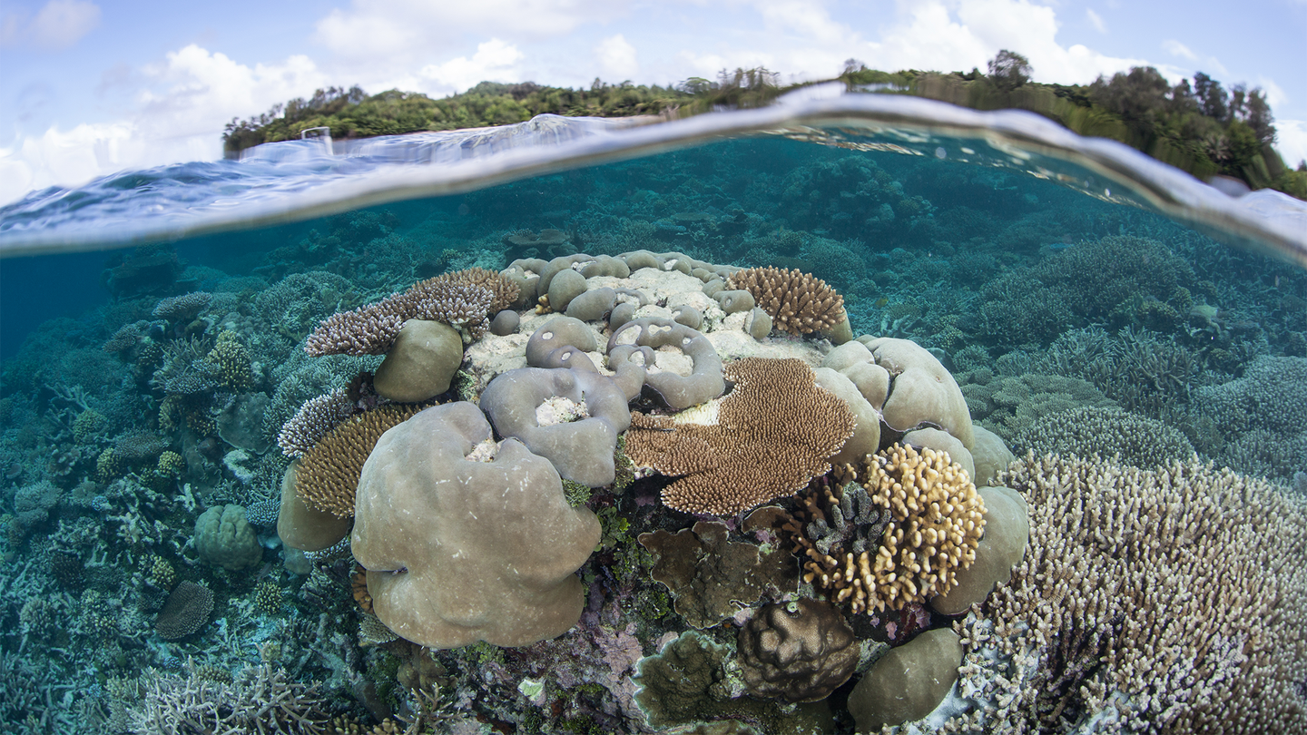 A coral reef just off of an island in Palau. Coral reefs in Palau provide critical habitats for a number of species and provide a storm barrier.