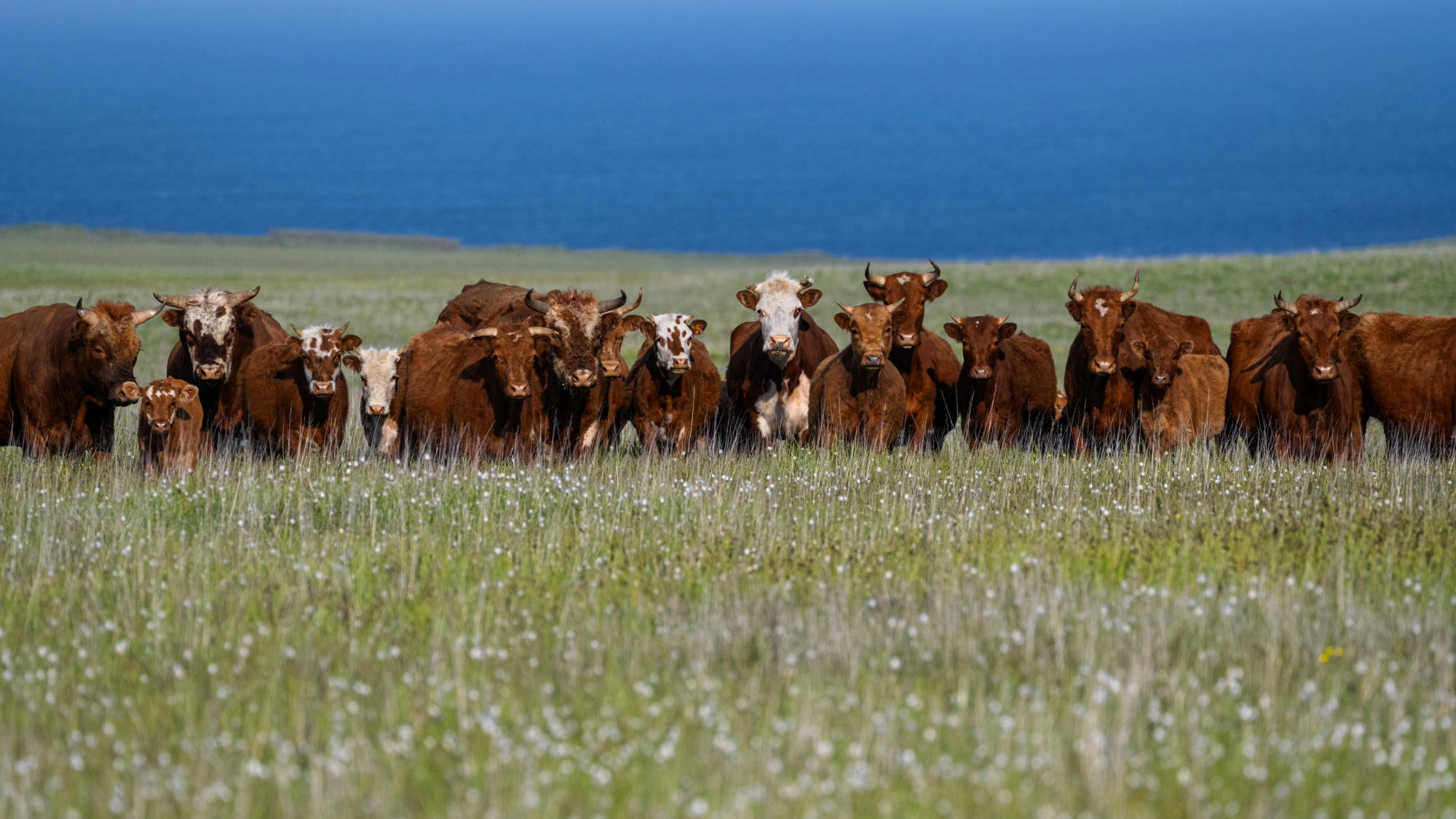 This is what happens when feral cows take over a remote Alaskan island
