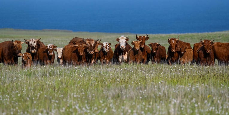 This is what happens when feral cows take over a remote Alaskan island