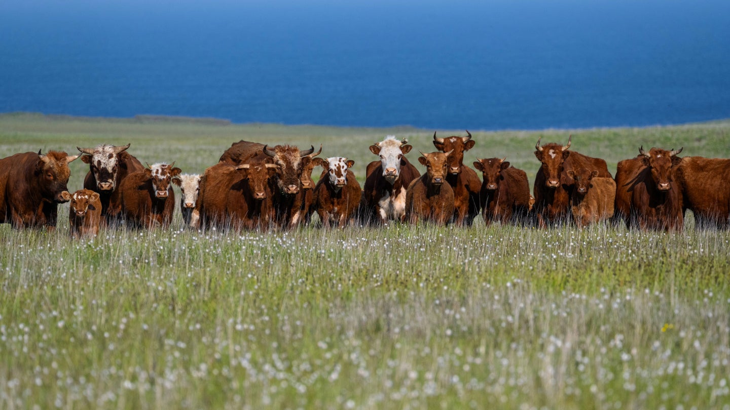 
On Alaska’s remote Chirikof Island, cattle are left to thrive or die. 