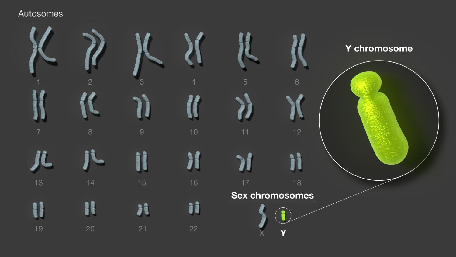 The Y chromosome is among the tiniest of these 46 paired structures.