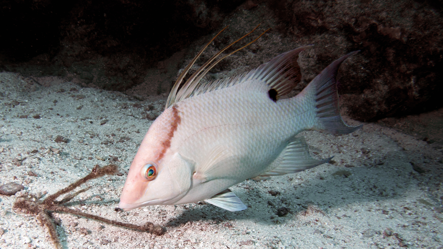 A hogfish swims near the Florida Keys. It has spikes on top and a pointy snout.