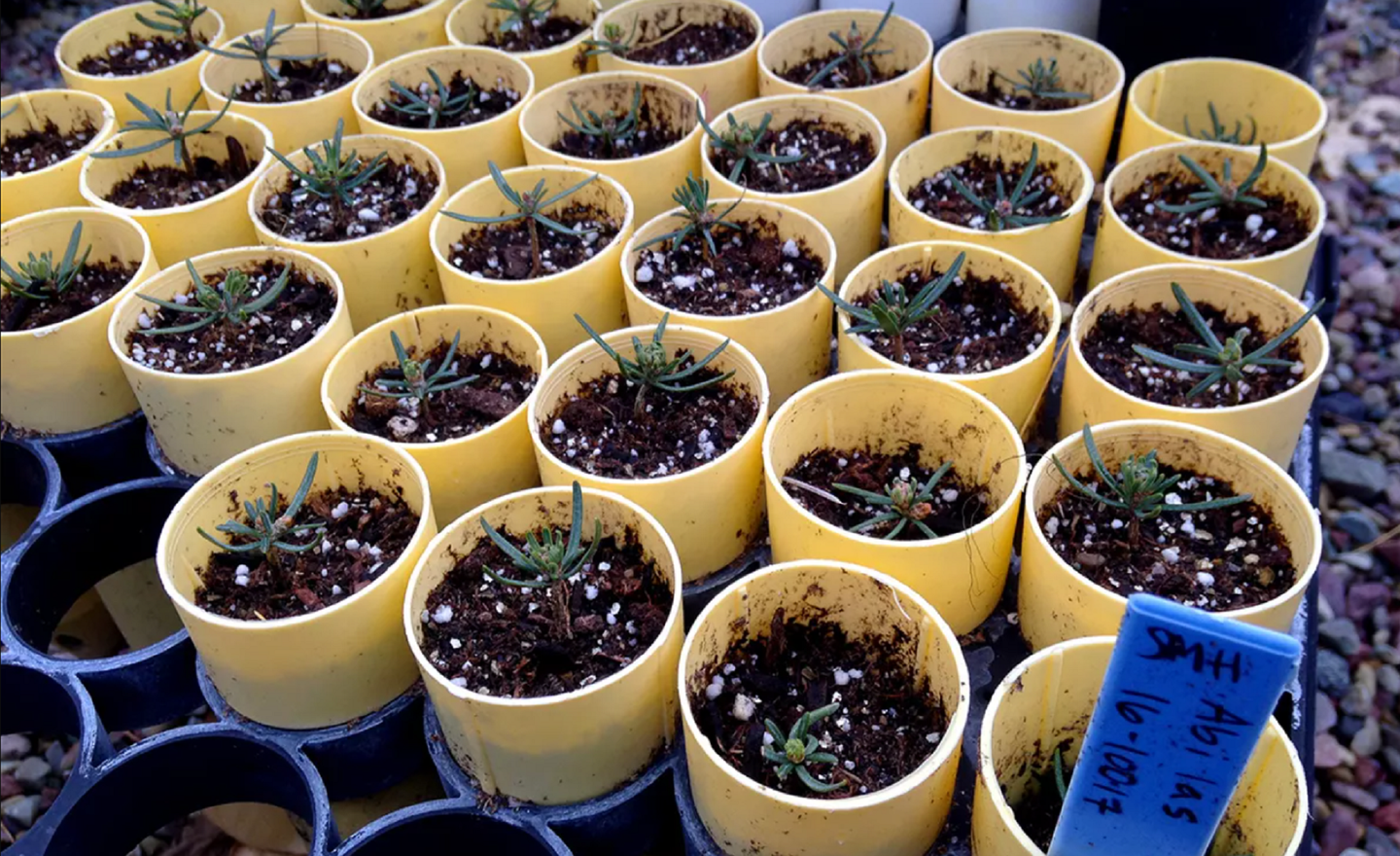 Seedlings in yellow pots at a plant nursery in Glacier National Park