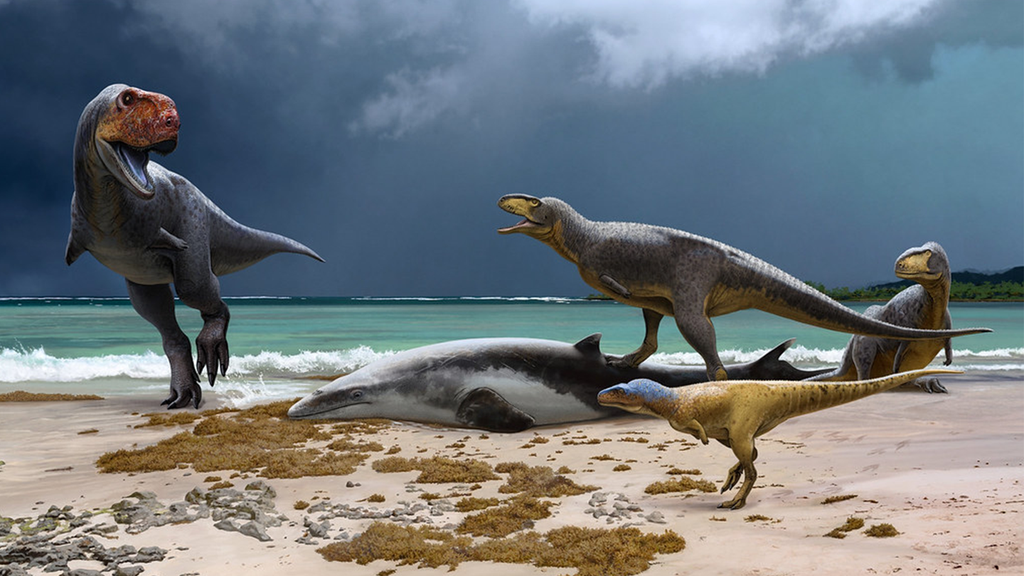An illustration showing three abelisaurs on a beach, with a dead dinosaur and another smaller dinosaur. Fossils have been found of several types of abelisaur showing the diversity of dinosaurs in Morocco at the end of the Cretaceous period.