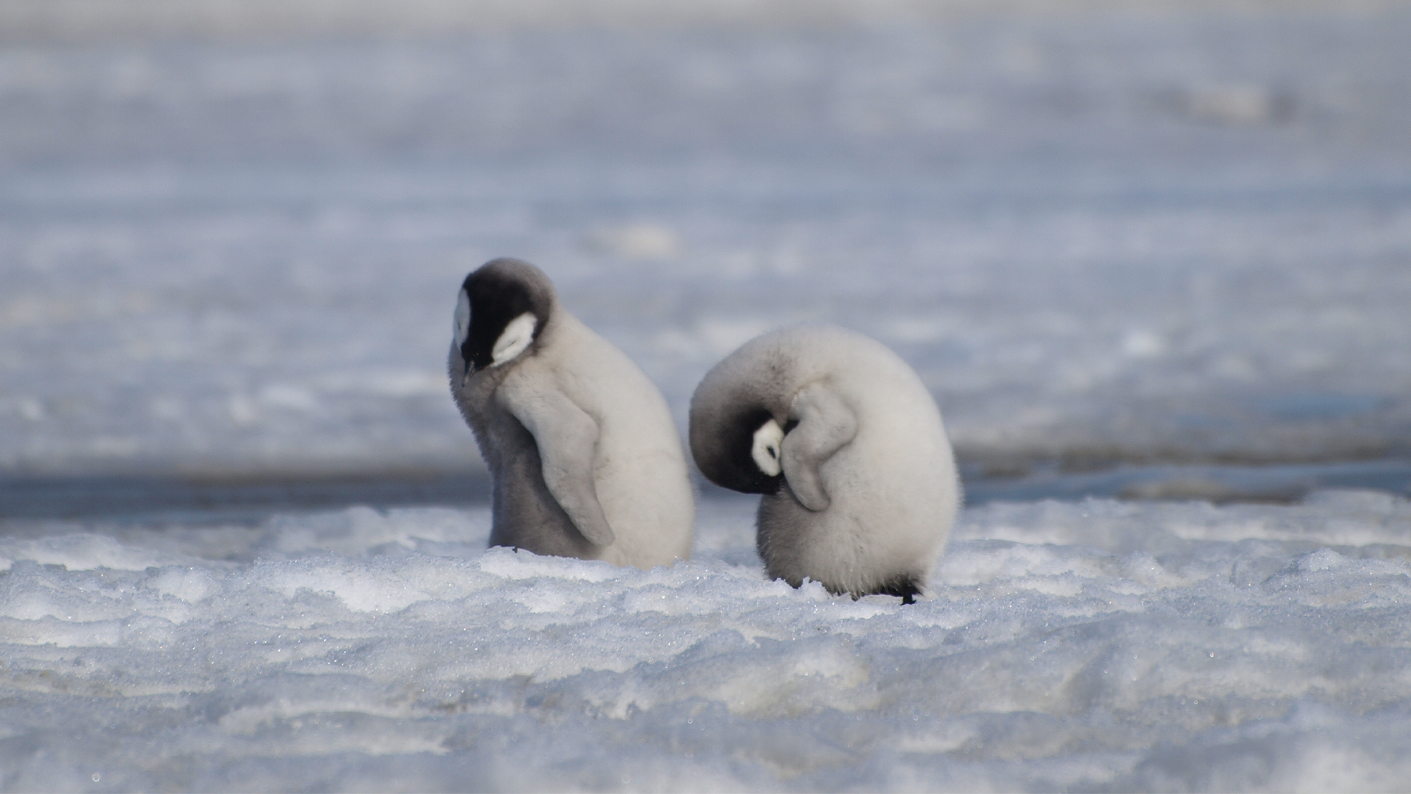 Emperor penguins suffer ‘unprecedented’ breeding failure as sea ice disappears