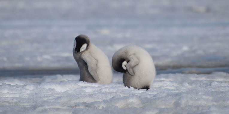 Emperor penguins suffer ‘unprecedented’ breeding failure as sea ice disappears