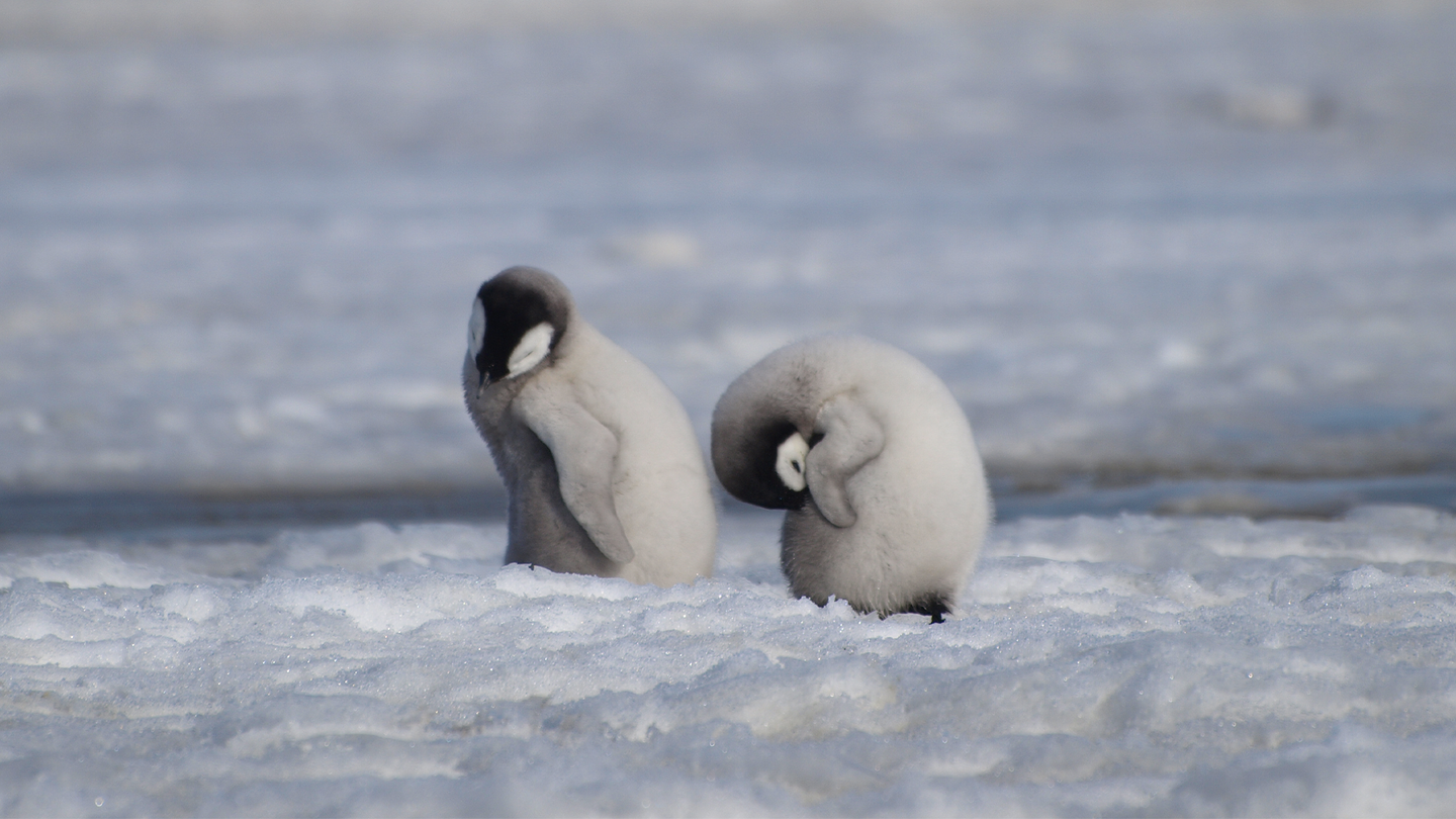 Two Emperor penguin chicks standing on sea ice in Antarctica.