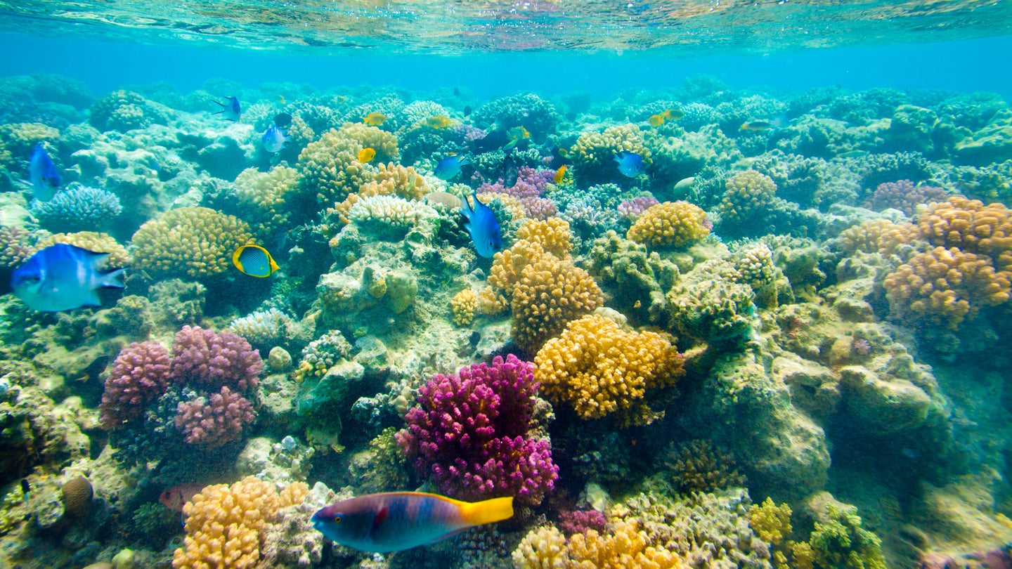 Coral reef with a variety of hard and soft corals and tropical fish