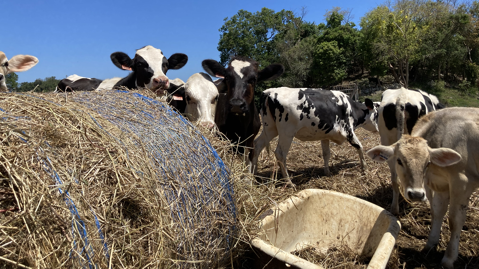 Farmers are breeding heat-resistant cows