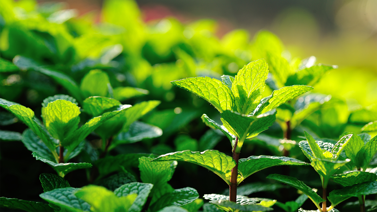 Lush and green mint leaves growing in a garden. To keep disruptive “jumping genes” quiet, some plant species use a process called methylation, which adds regulatory markers to the specific sites in the DNA and can be passed down through epigenetic memory.