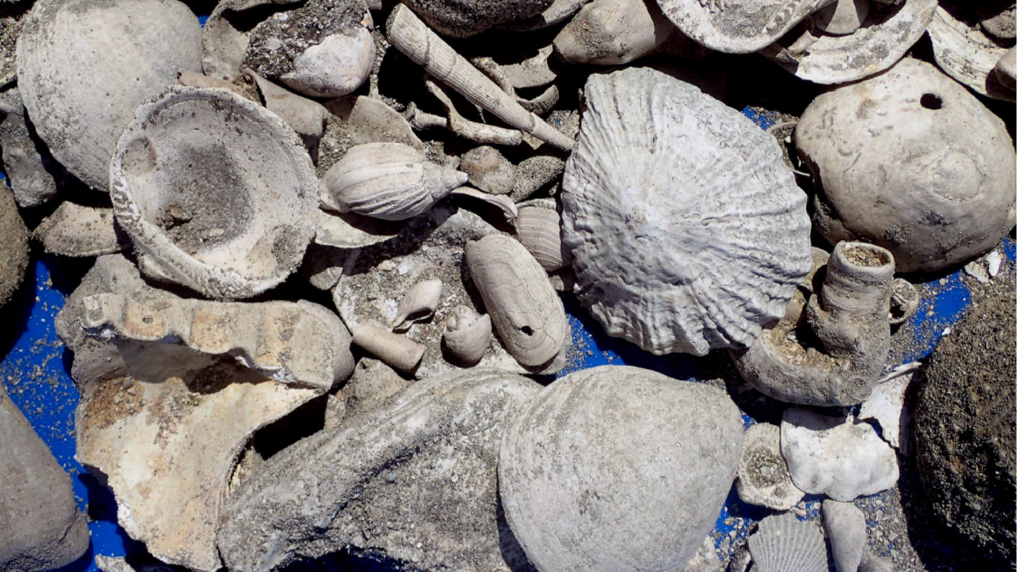 Fossils of 10 unknown species found by sewage plant