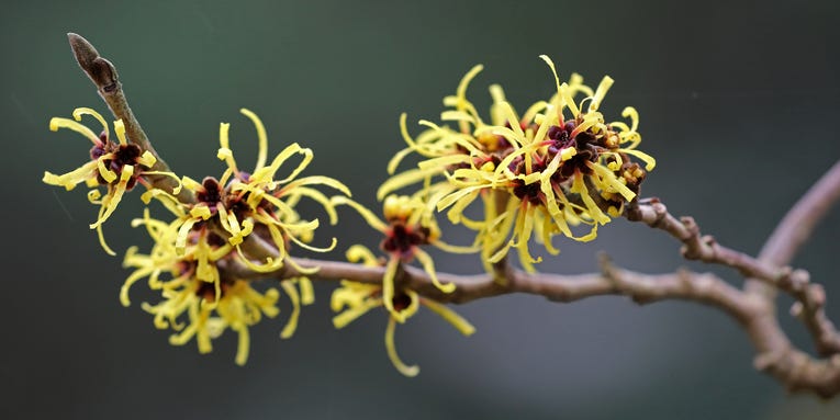 Future leaping robots could take a cue from seed-launching witch hazel plants