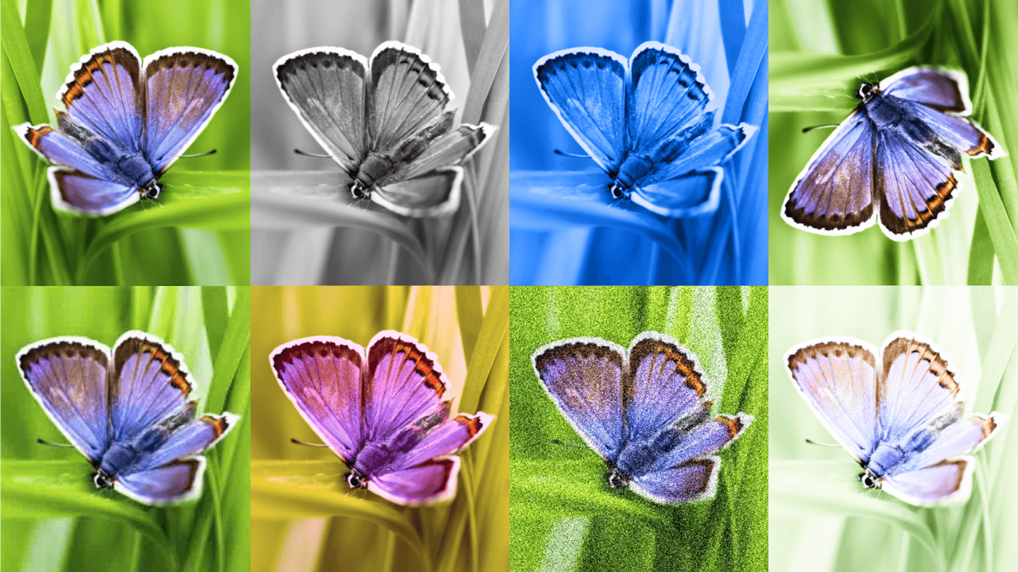 photos of a butterfly run under deepmind's watermark