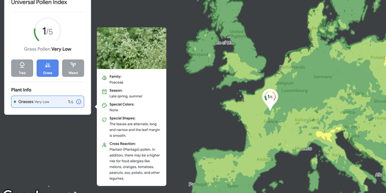 Google’s new pollen mapping tool aims to reduce allergy season suffering