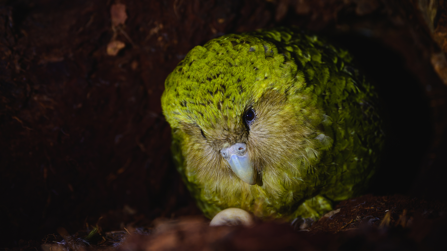 A kākāpō sitting in its burrow. They can live up to 90 years and forage on the ground for food since they are flightless birds.