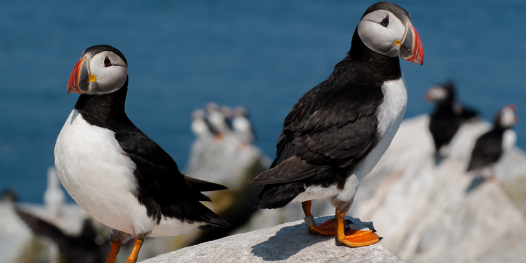 Maine’s puffins show another year of remarkable resiliency