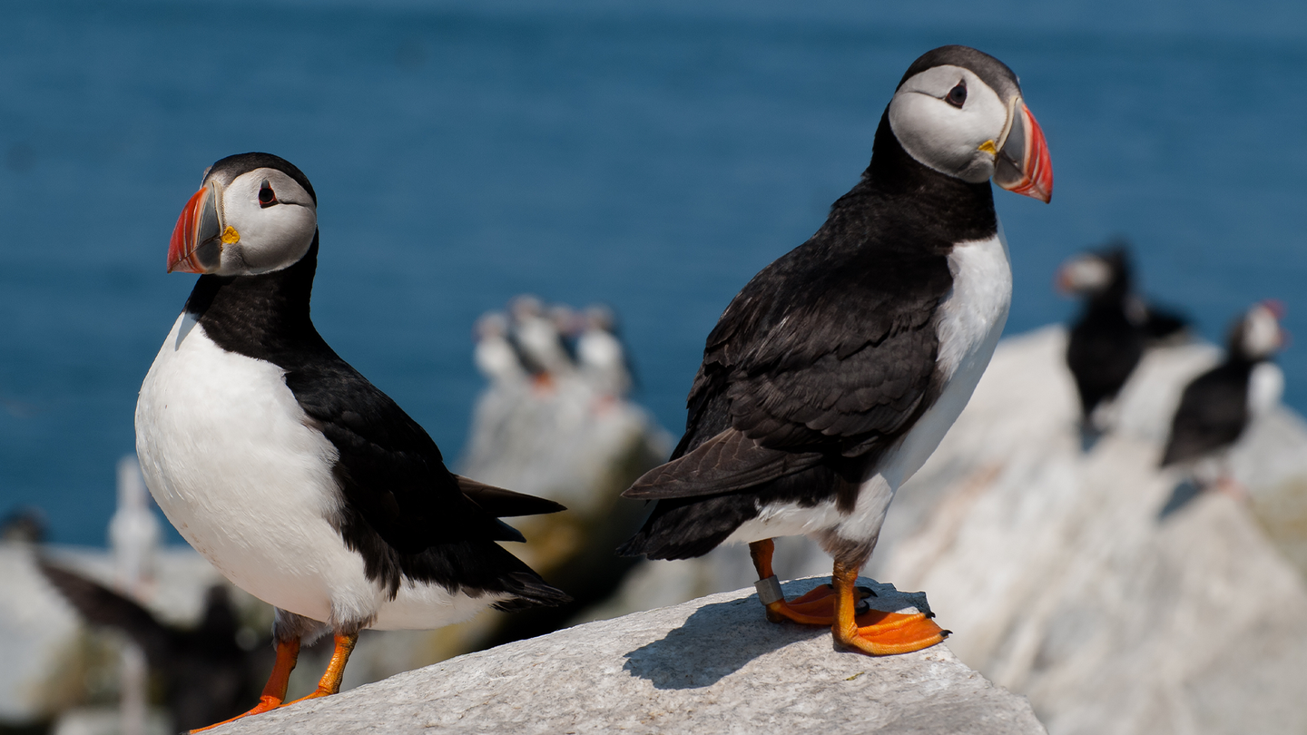 Two Atlantic puffins stand on a white rock above the ocean, with another group of puffins in the background, Atlantic puffins are sometimes nicknamed “sea parrots,” and their chicks hatch in Maine in early July.